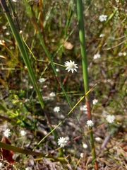 Actinotus minor