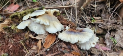 Omphalotus nidiformis