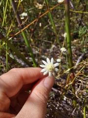 Actinotus minor