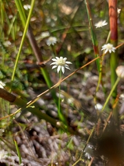 Actinotus minor