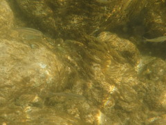 Squalius alburnoides