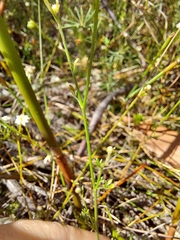 Actinotus minor