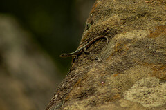 Tropidurus semitaeniatus