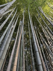 Phyllostachys edulis