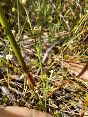 Actinotus minor