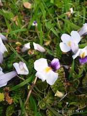 Mazus radicans
