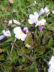 Mazus radicans