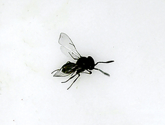 Scelioninae