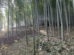 Phyllostachys edulis