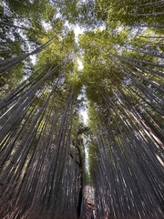 Phyllostachys edulis