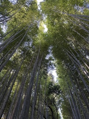 Phyllostachys edulis