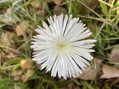 Mesembryanthemum canaliculatum