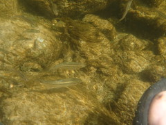 Squalius alburnoides