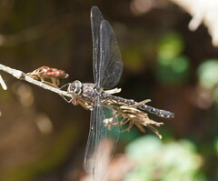 Austroaeschna multipunctata