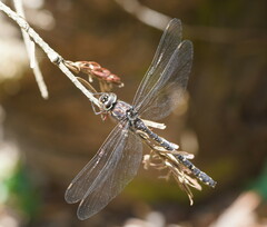 Austroaeschna multipunctata