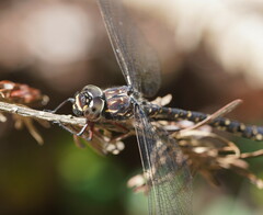 Austroaeschna multipunctata