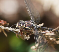 Austroaeschna multipunctata
