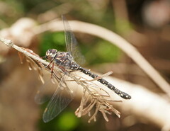 Austroaeschna multipunctata
