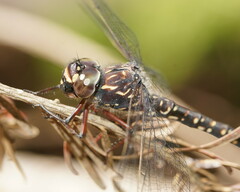 Austroaeschna multipunctata