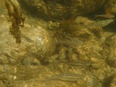 Squalius alburnoides