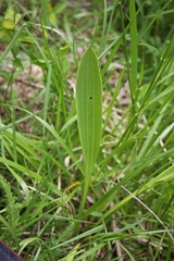 Arnoglossum plantagineum