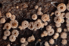 Lasiobelonium variegatum