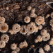 Lasiobelonium variegatum - Photo 由 Filip Fuljer 所上傳的 (c) Filip Fuljer，保留部份權利CC BY-NC