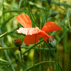 Papaver dubium