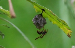Polistes humilis humilis