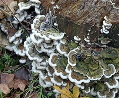Auricularia mesenterica