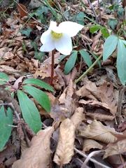 Helleborus niger