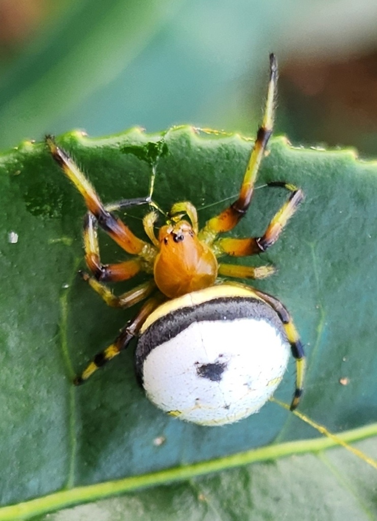 Bijoaraneus komachi