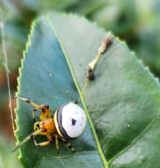 Bijoaraneus komachi