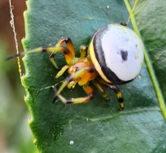 Bijoaraneus komachi