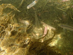 Squalius alburnoides
