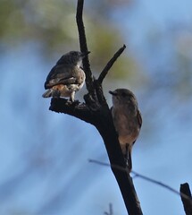 Acanthiza uropygialis