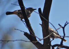 Acanthiza uropygialis