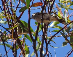 Acanthiza uropygialis