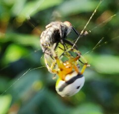 Bijoaraneus komachi