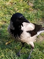 Corvus cornix