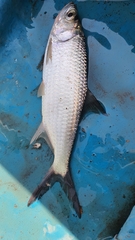 Megalops cyprinoides