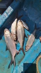 Megalops cyprinoides