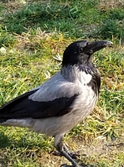 Corvus cornix