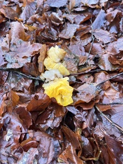 Tremella mesenterica