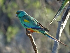 Psephotus varius