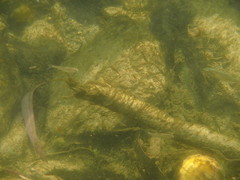 Squalius alburnoides