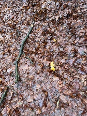 Tremella mesenterica