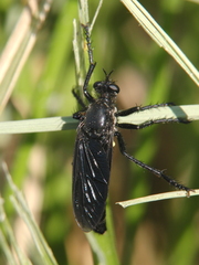 Dasypogon diadema