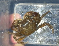 Hemigrapsus crenulatus