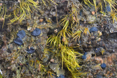 Mniaecia jungermanniae